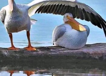 الشاعرة هاله احمد/ القلبُ نورسةٌ