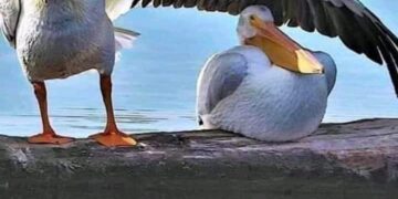 الشاعرة هاله احمد/ القلبُ نورسةٌ