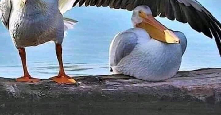 الشاعرة هاله احمد/ القلبُ نورسةٌ