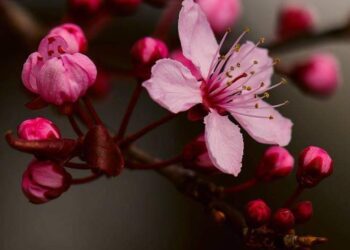 الشاعرة زكيَّة أبو شاويش / الدنيا ملعونة