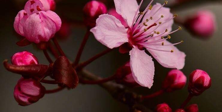 الشاعرة زكيَّة أبو شاويش / الدنيا ملعونة