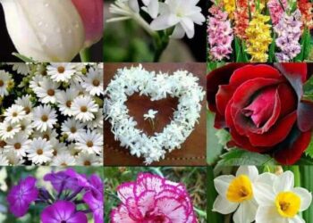 الشاعرة وسام الشاقي / لسان الورد