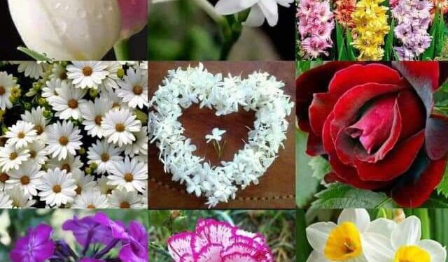 الشاعرة وسام الشاقي / لسان الورد