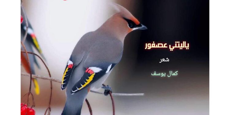 الشاعر كمال يوسف /  يا ليتني