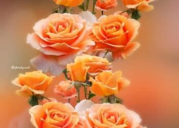 الشاعر أحمد بشار موسى / كن وردةً