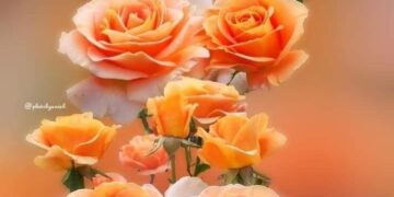 الشاعر أحمد بشار موسى / كن وردةً