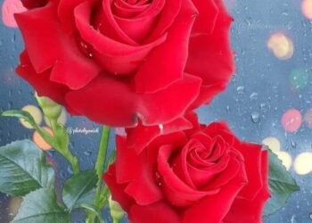 الشاعرة حياة قالوش / أيها العيد