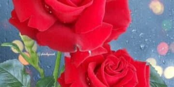 الشاعرة حياة قالوش / أيها العيد