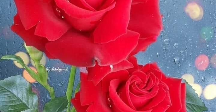 الشاعرة حياة قالوش / أيها العيد