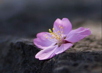 الشاعرة آمال الزعبي ( ندى الربيع) / عندي من الحُزن