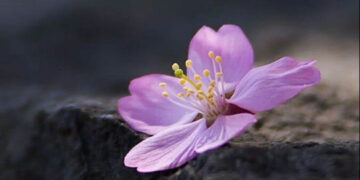 الشاعرة آمال الزعبي ( ندى الربيع) / عندي من الحُزن