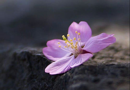 الشاعرة آمال الزعبي ( ندى الربيع) / عندي من الحُزن