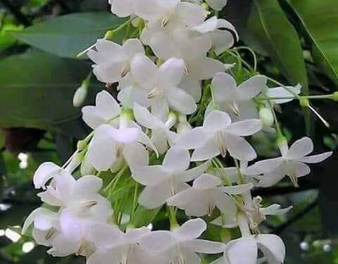 صوت الحروفِ / الشاعرة علا المصطفى