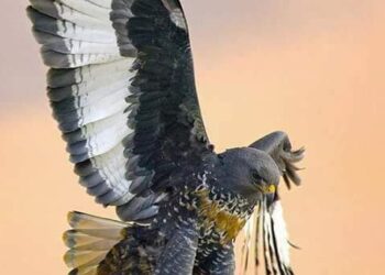 ما بعدَ طولكَ / الشاعر الماز الماز