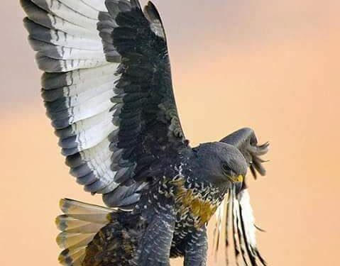 ما بعدَ طولكَ / الشاعر الماز الماز