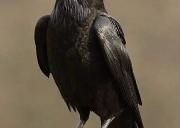 عجائب و غرائب إنها اليابان ياسادة