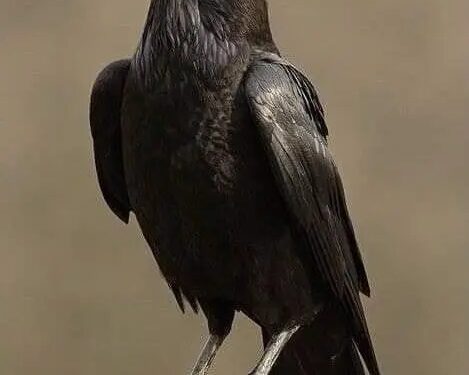 عجائب و غرائب إنها اليابان ياسادة