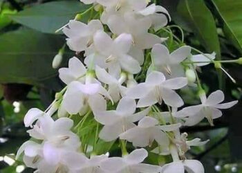 فمن رام السعادة / الشاعرة ياسمين مصطفى