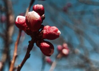 لقطة الاسبوع : ريمي باسل شلاش