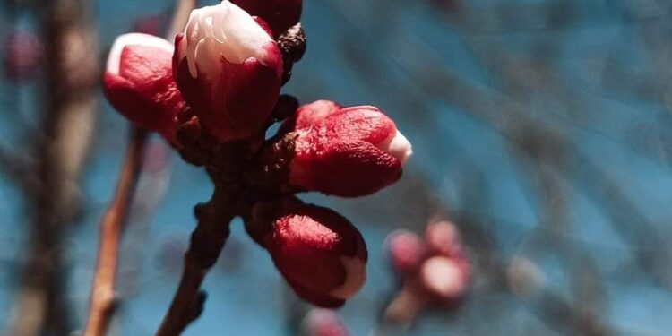 لقطة الاسبوع : ريمي باسل شلاش