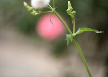 عدسة: ريمي شلاش