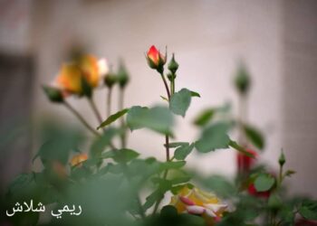 لقطة الأسبوع لريمي شلاش