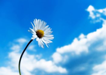 مذ كنت وهما / الشاعرة وداد السلطان