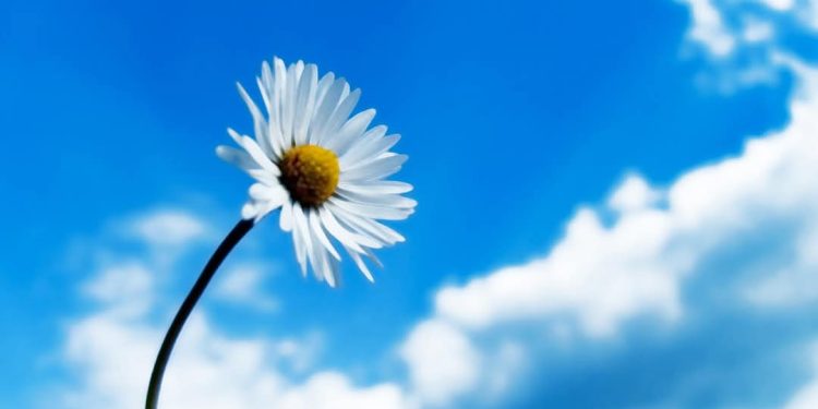 مذ كنت وهما / الشاعرة وداد السلطان