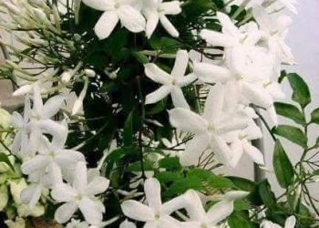 الشوق إلى مكة / الشاعرة علا المصطفى