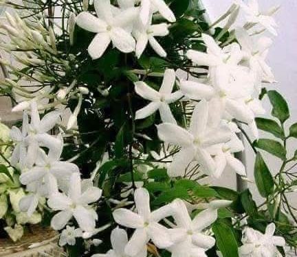 الشوق إلى مكة / الشاعرة علا المصطفى